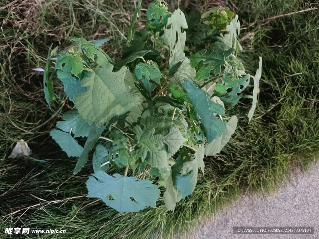 地上的绿色植物叶片