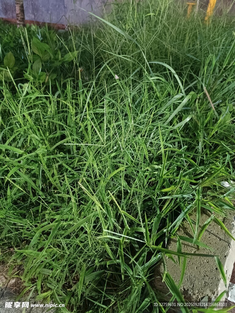 茂盛的绿色草丛
