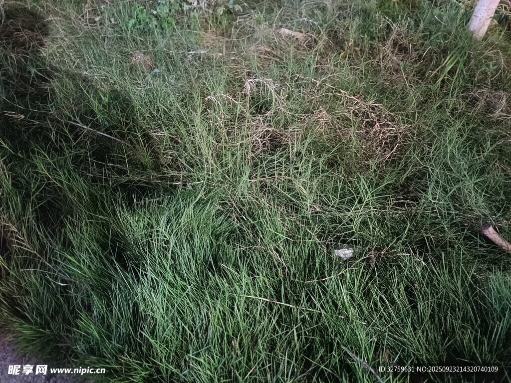 户外翠绿草地景象