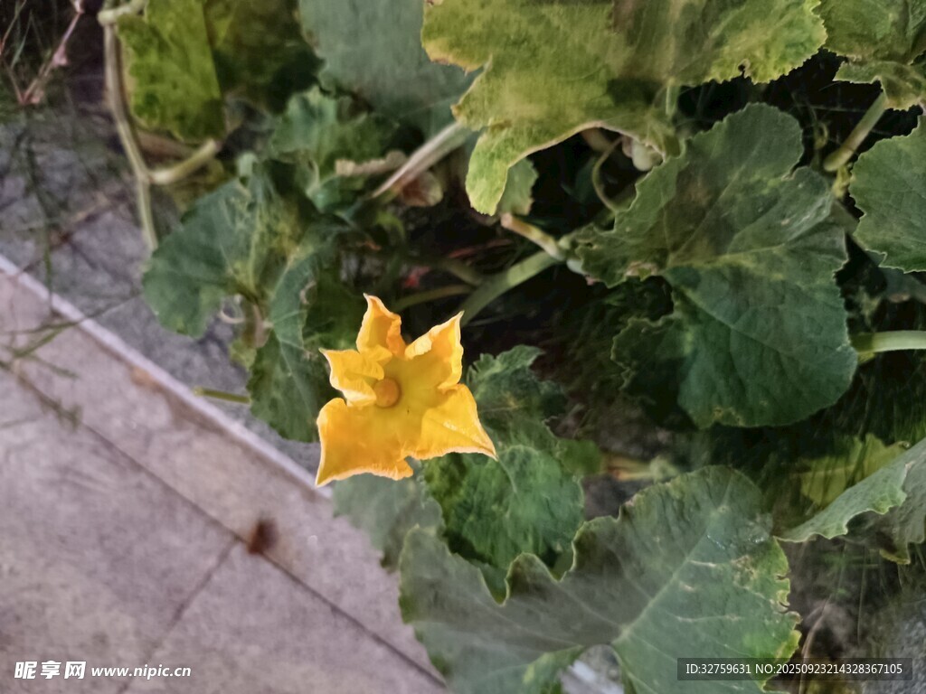 墙边绽放的黄色南瓜花