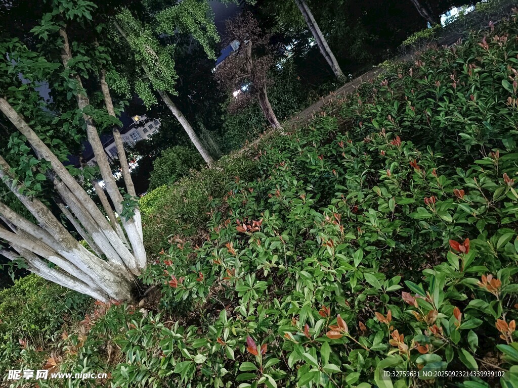 山坡绿植与树木景观