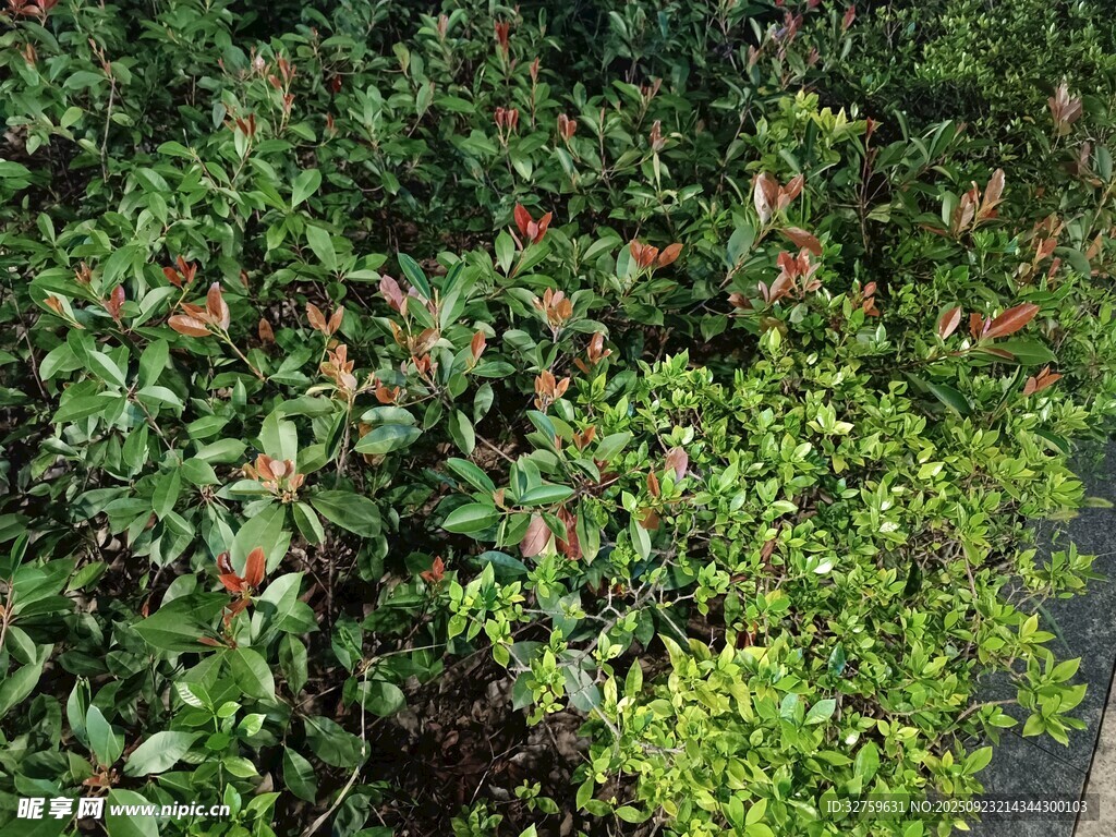多彩绿植景观
