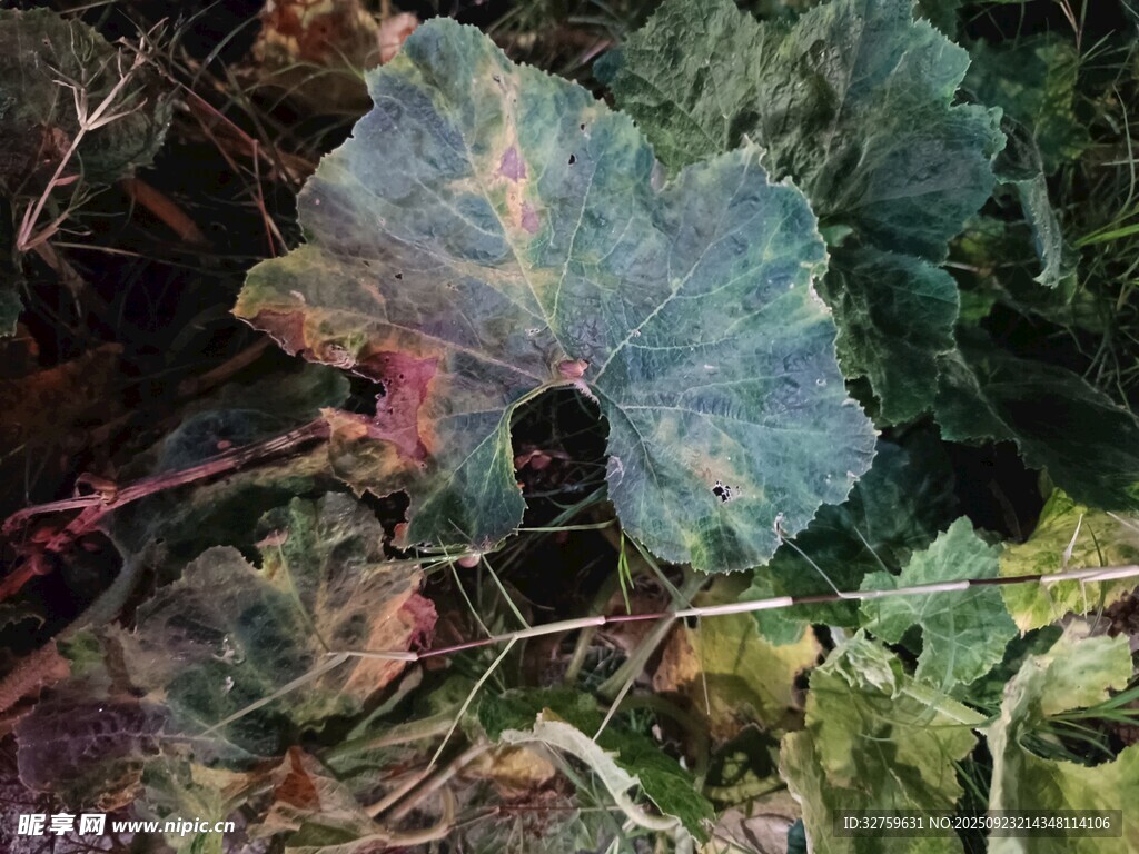 多彩斑斓的植物叶片