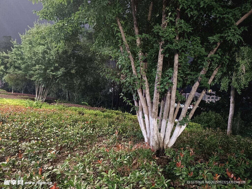 林间树木与繁茂植被景观