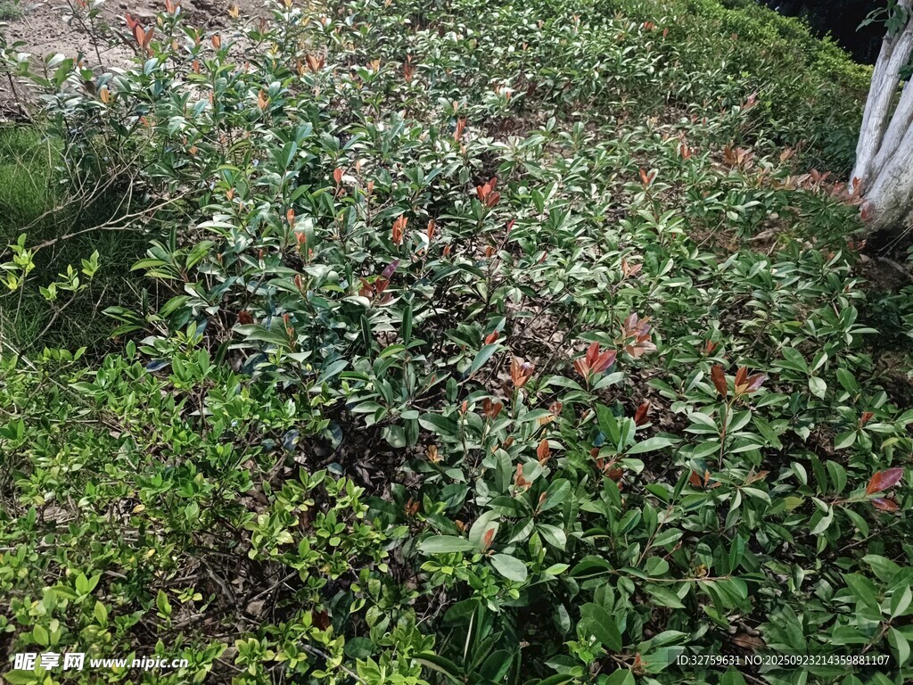 繁茂水生植物景观