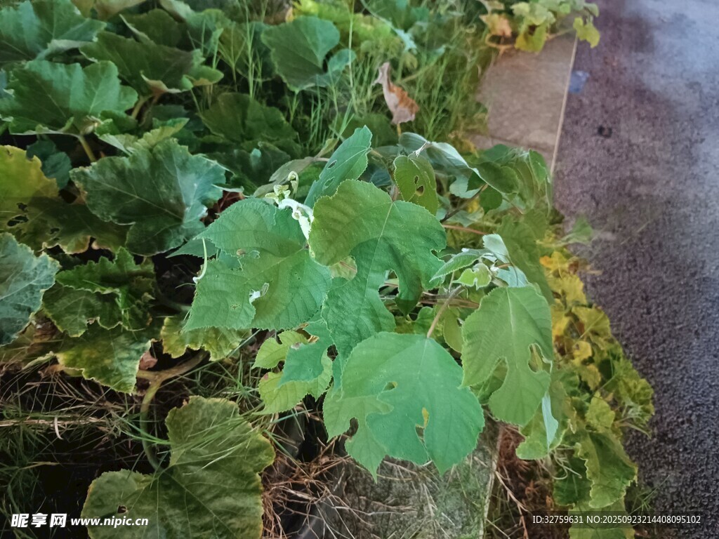 翠绿植物展现自然生机