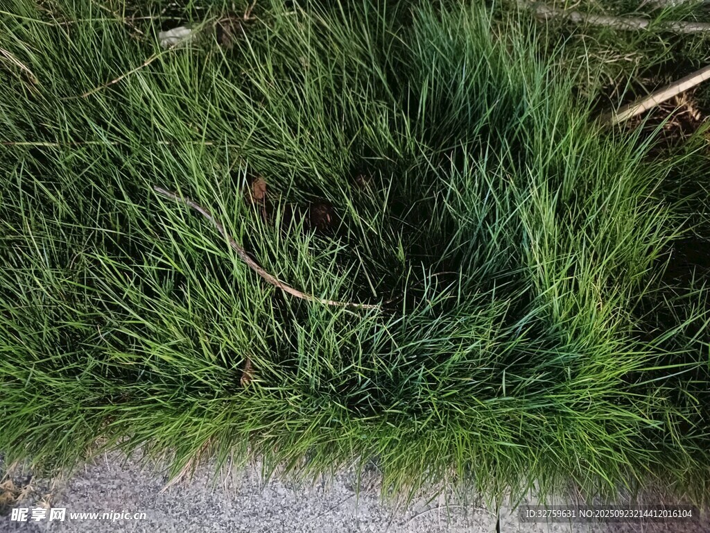 翠绿丛生的青草