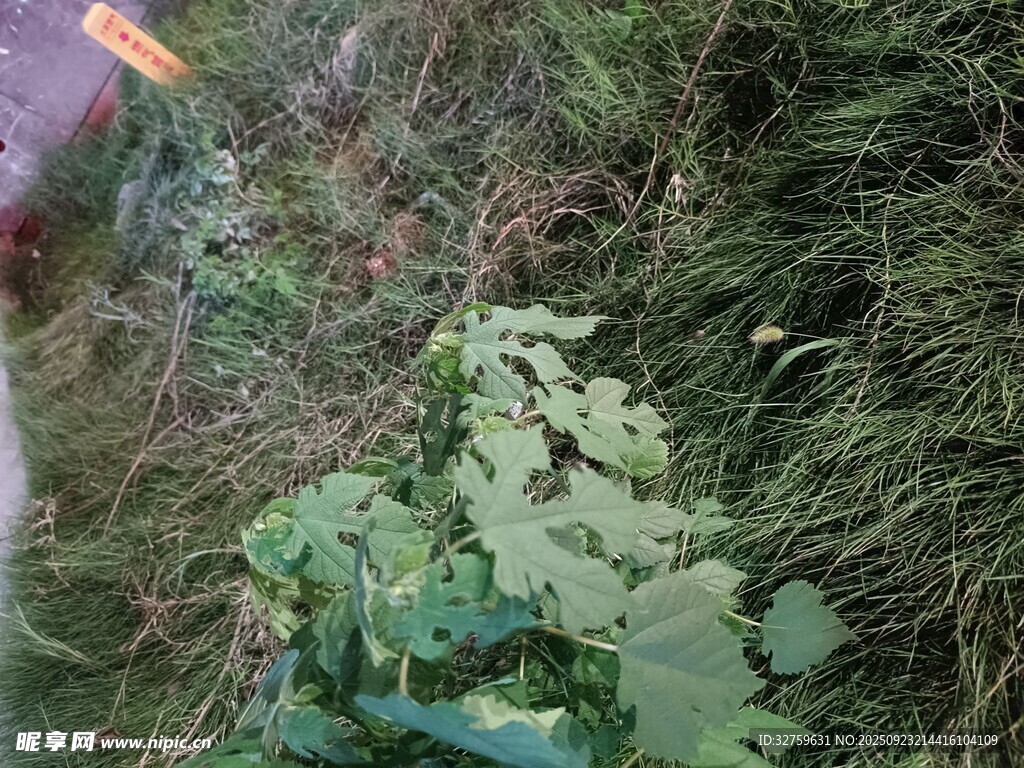 草丛中的绿色植物