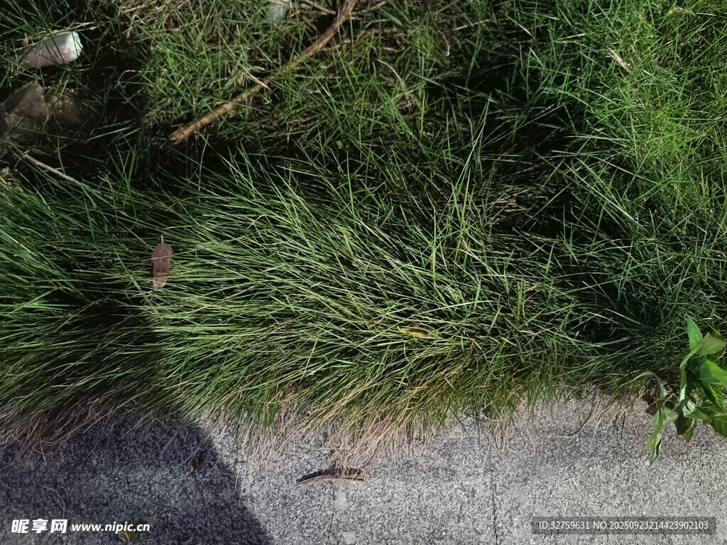 路边丛生的绿色野草