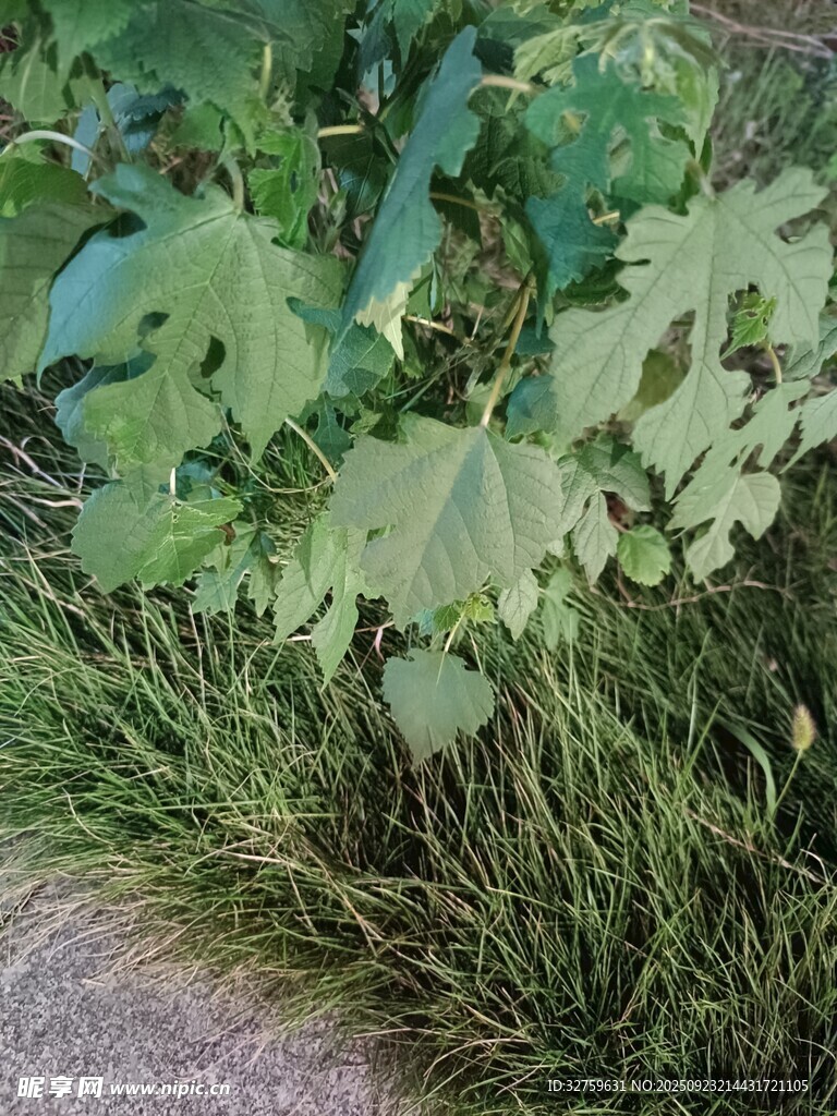 路边生长的茂盛绿色植物
