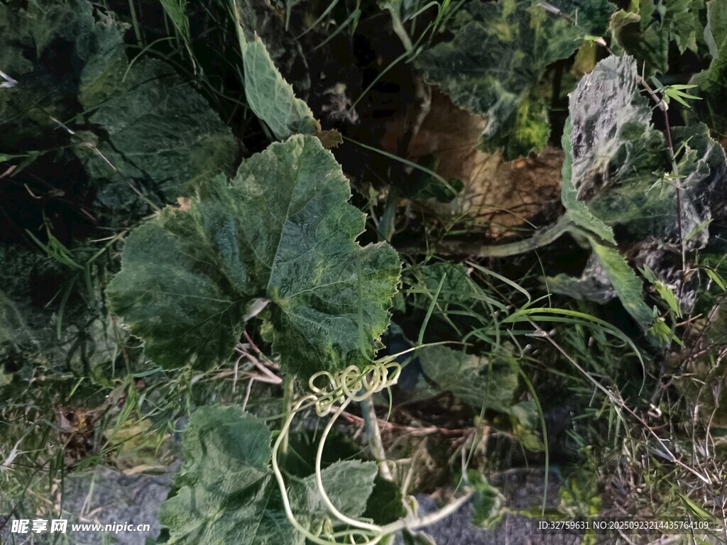 绿叶藤蔓交织的自然景象