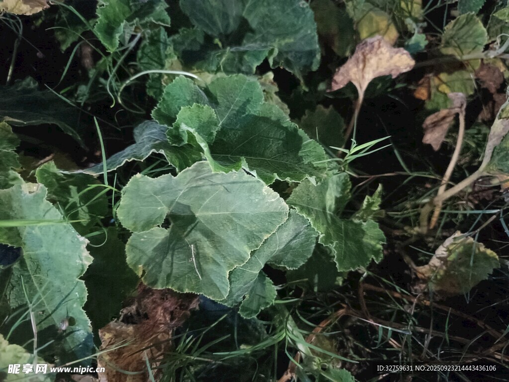 绿叶植物特写