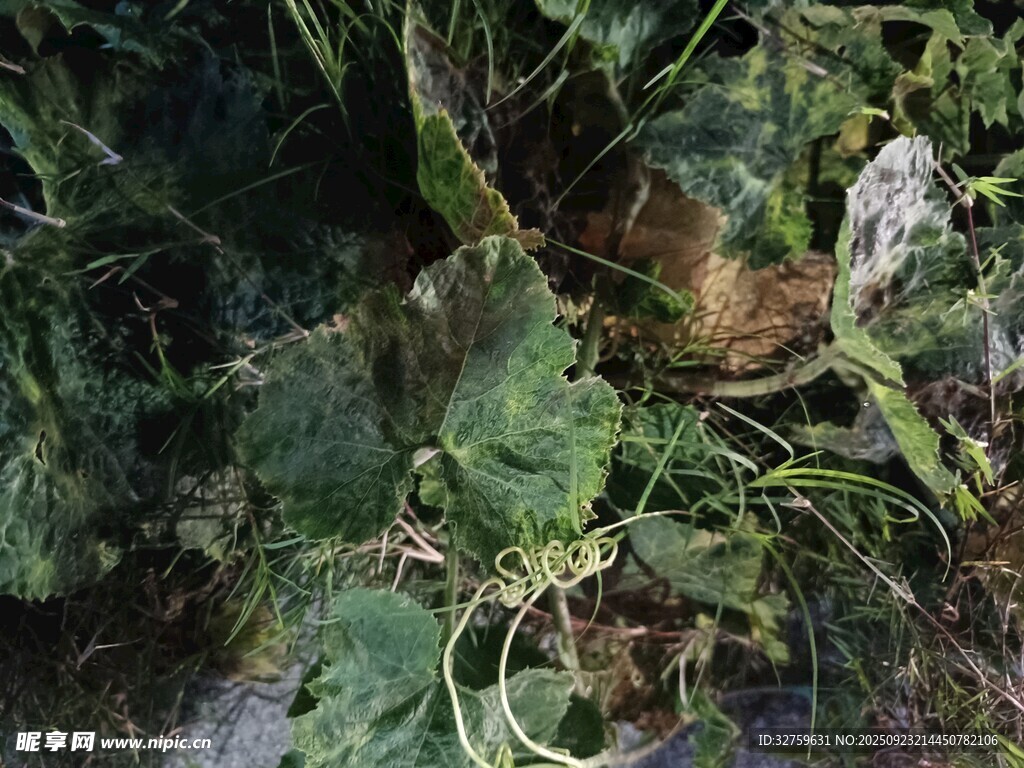 草丛中的神秘小动物
