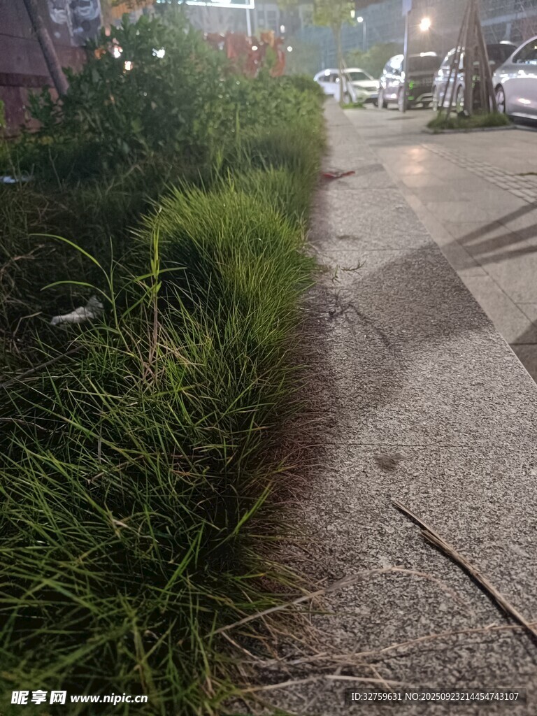 路边茂盛绿植景观