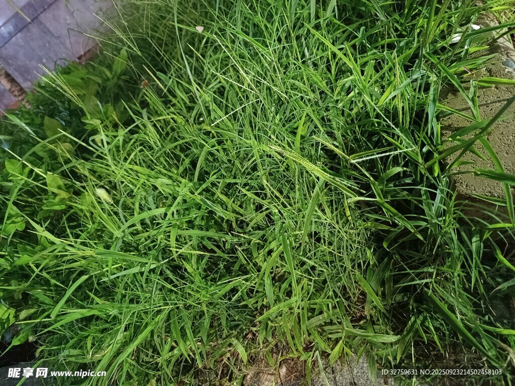 翠绿茂盛的草地