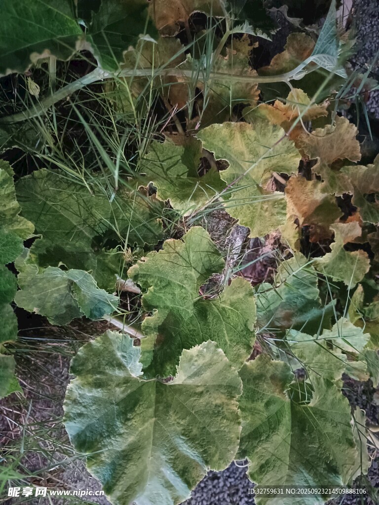 绿叶植物特写
