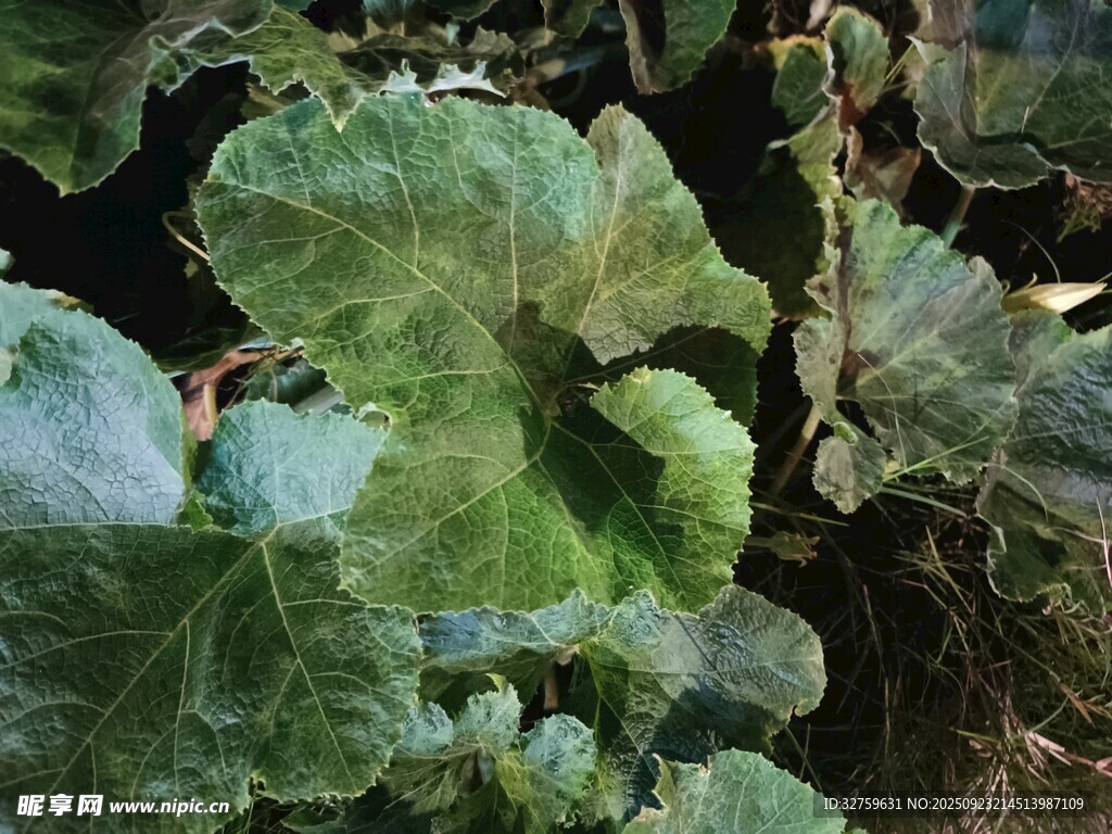 翠绿鲜嫩的植物叶片