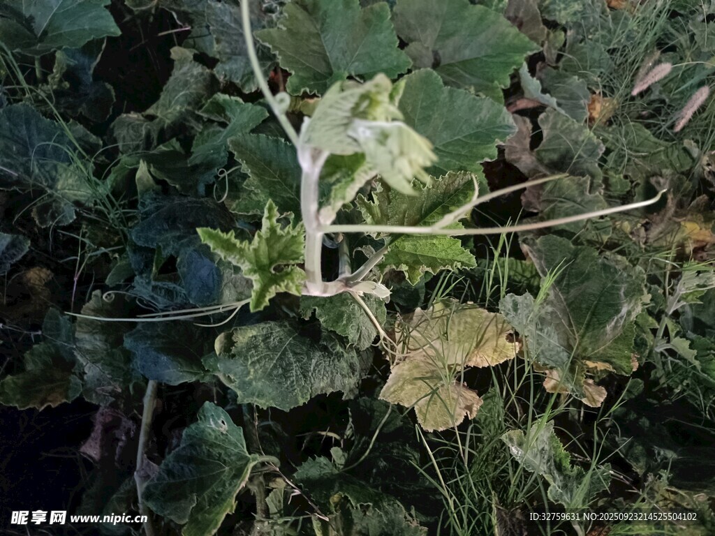 藤蔓上的白色花朵