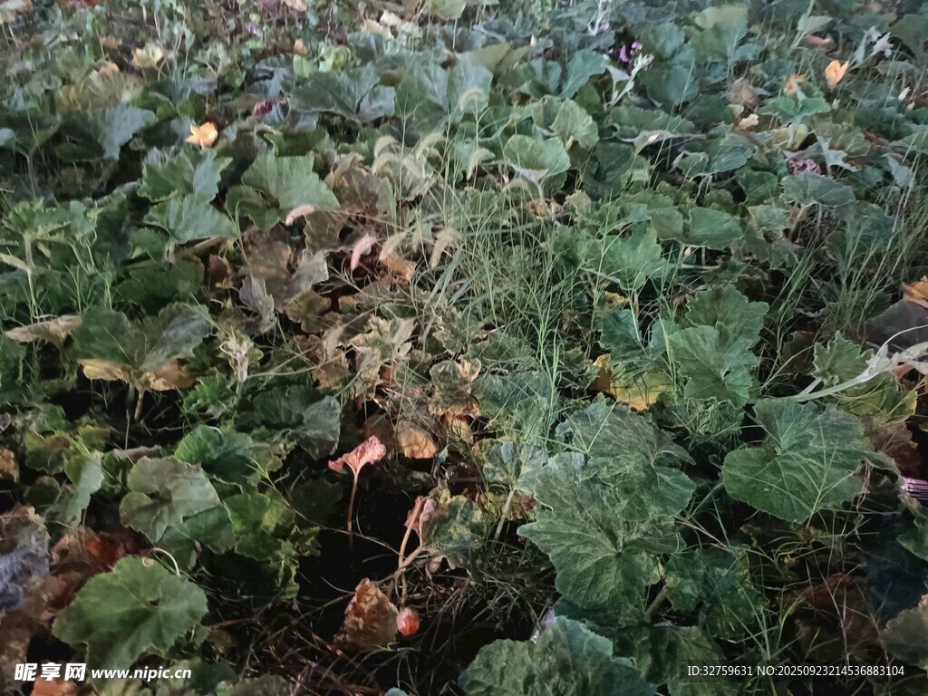 绿叶繁茂的植物景观