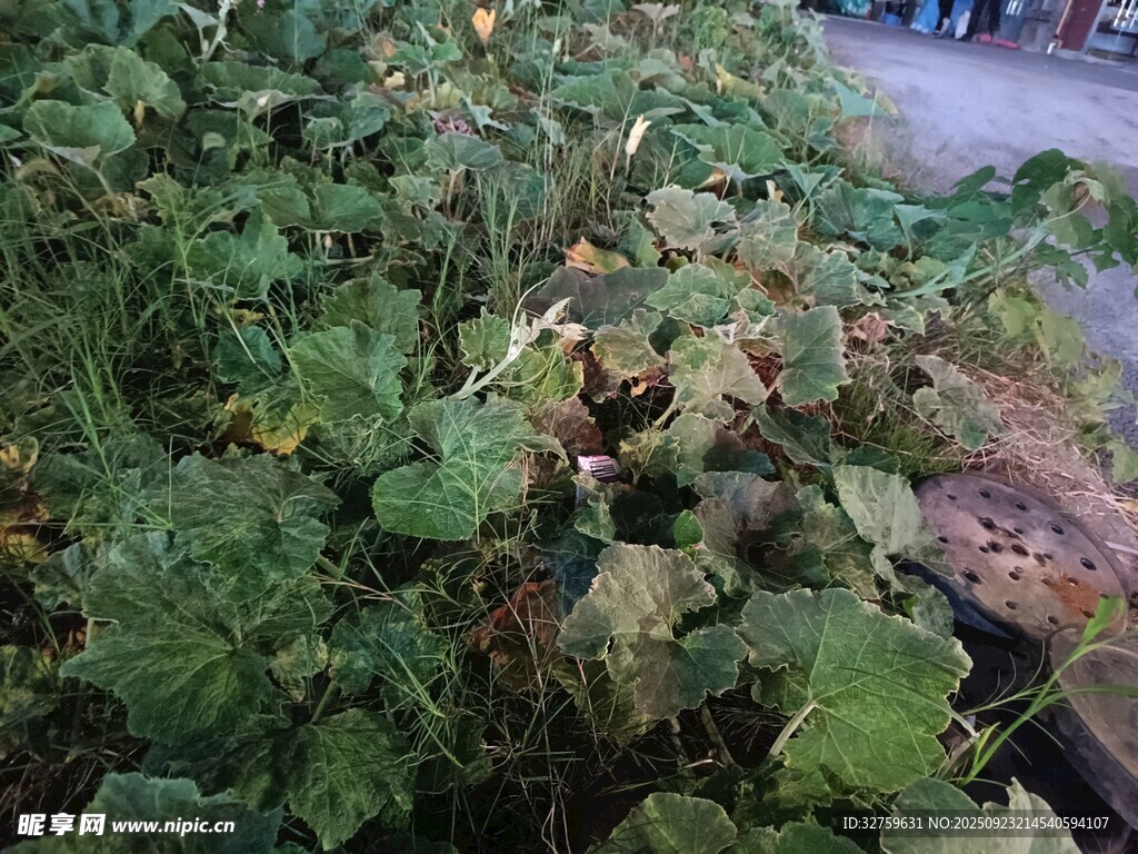 繁茂绿植景观