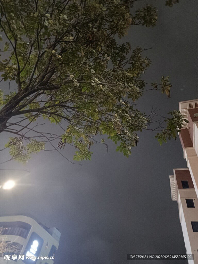 夜晚树旁楼宇间的朦胧月色