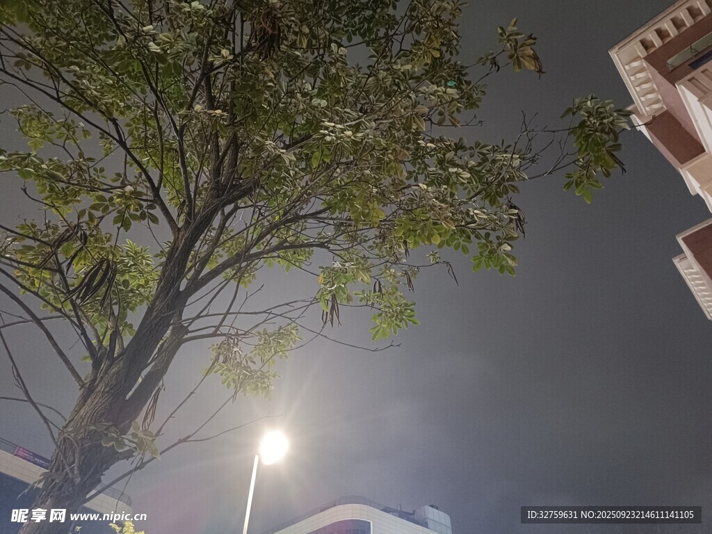 夜晚小区中的树木与路灯
