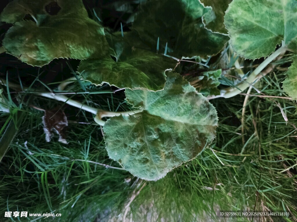 绿叶覆于草丛间