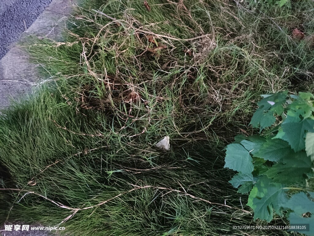 草丛中的景象