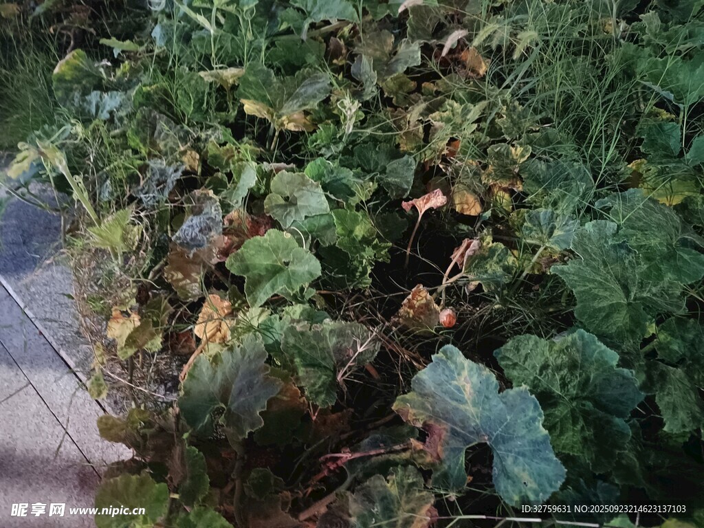 路边繁茂的绿色植物