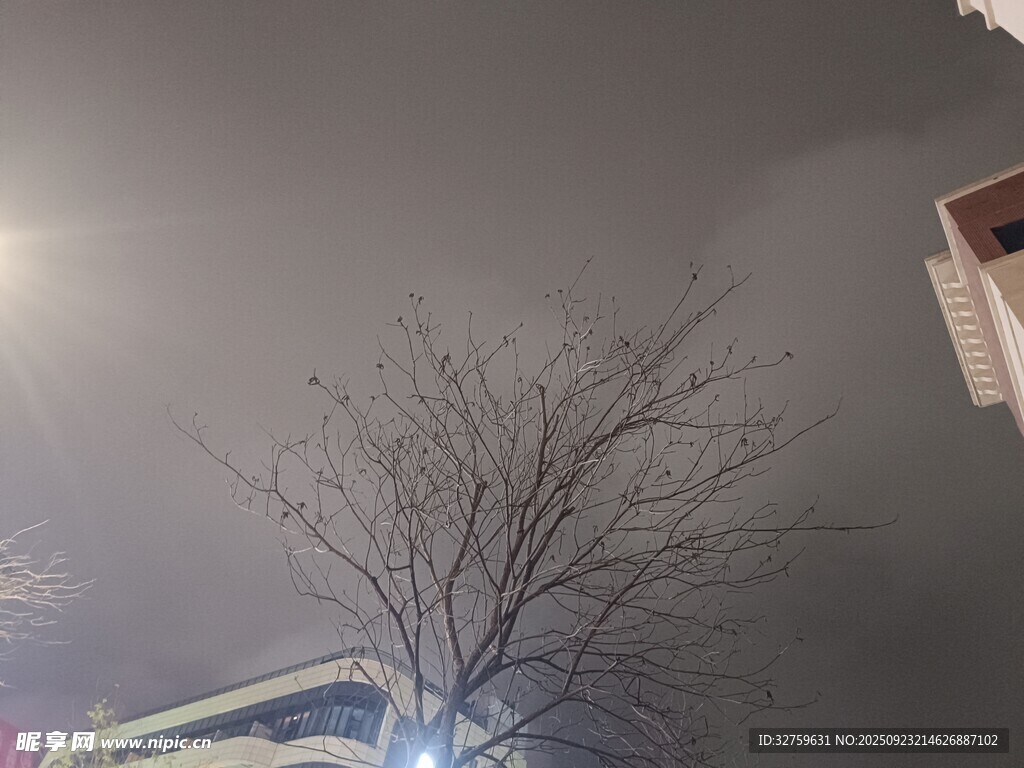 夜晚光秃树木与城市景象