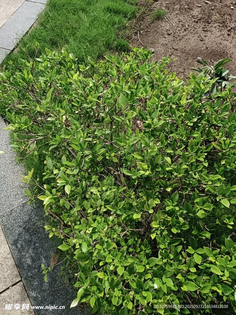 路边翠绿繁茂的灌木丛