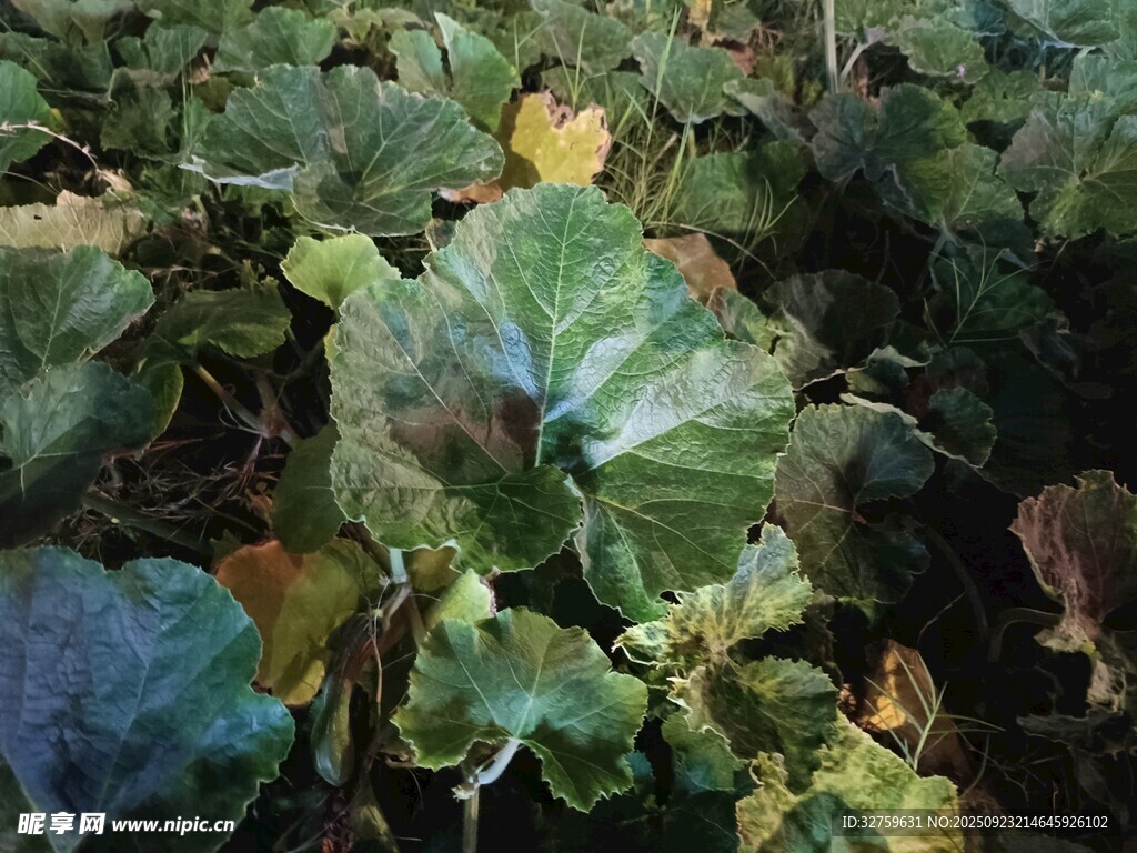 绿叶植物特写