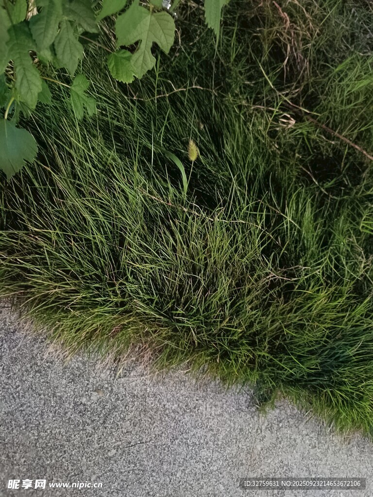路边翠绿草丛与零星小花