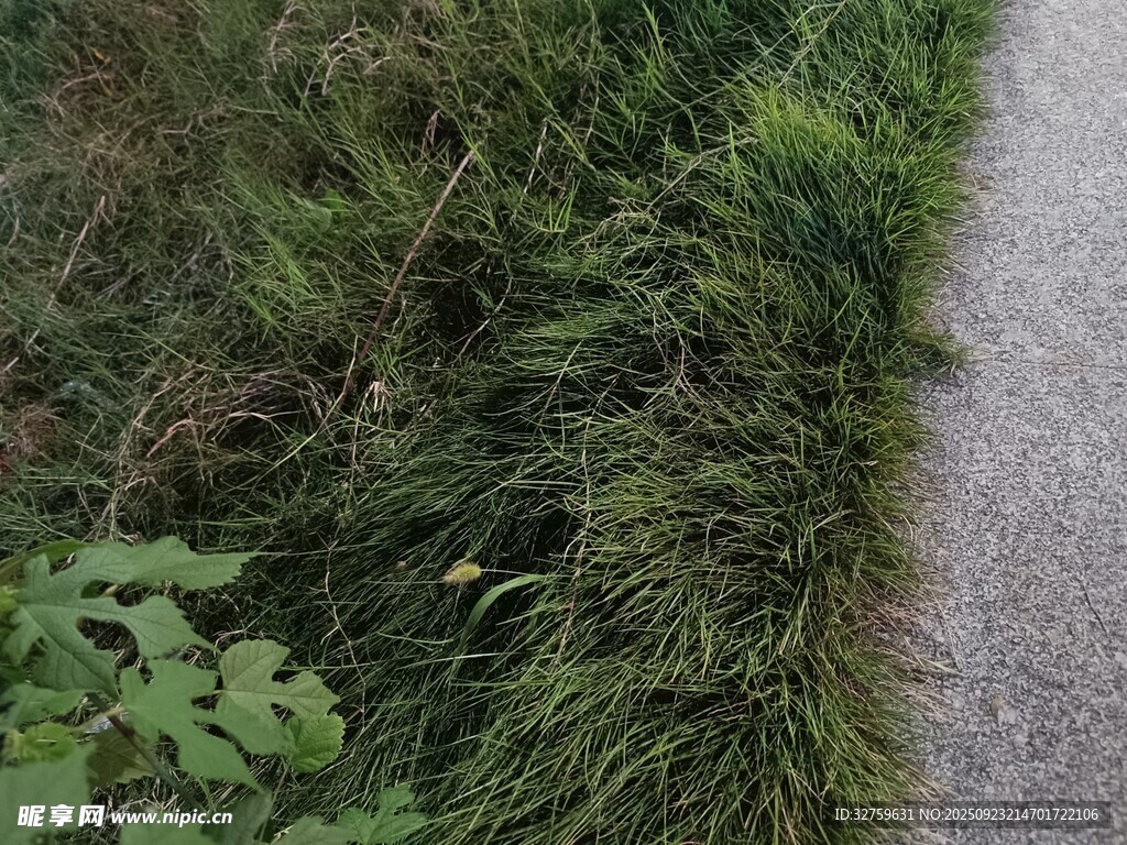 路边翠绿茂盛的野草