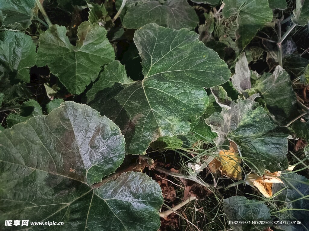 绿叶植物特写