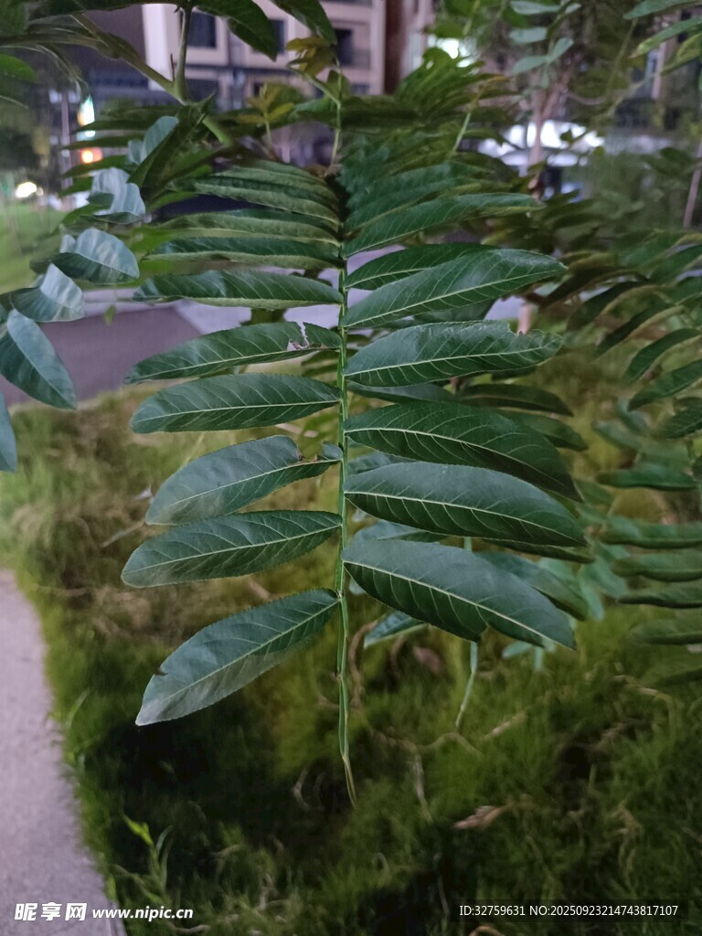 大型翠绿羽状叶片植物