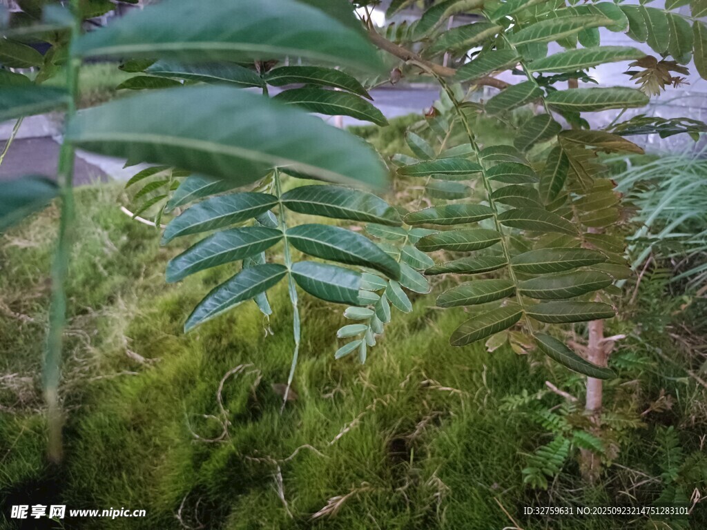 茂密绿植中的蕨类植物