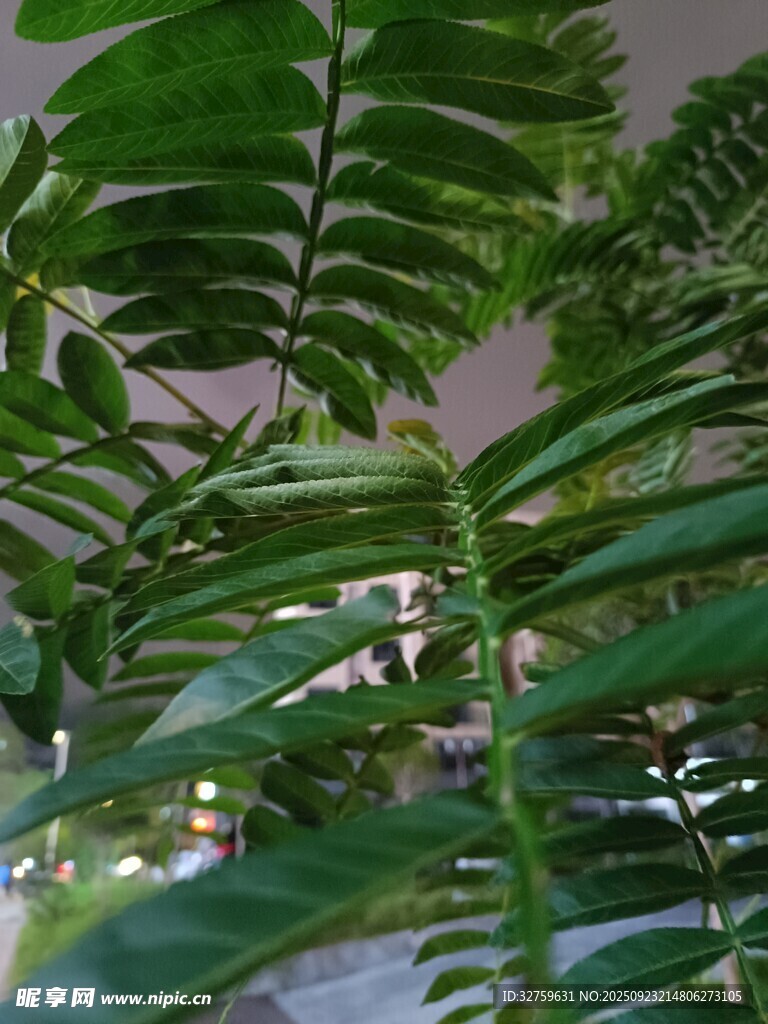 翠绿蕨类植物叶片特写