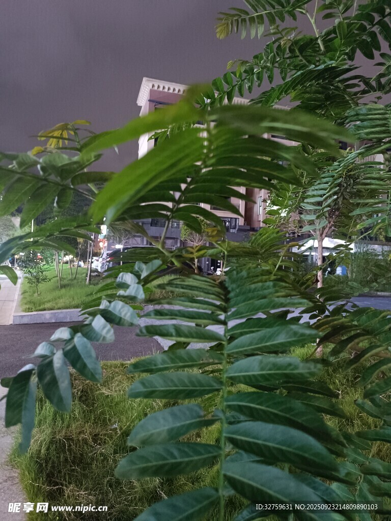 雨夜中的绿植景观