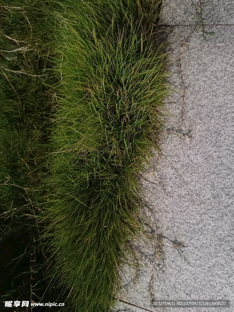 石缝中生长的翠绿野草