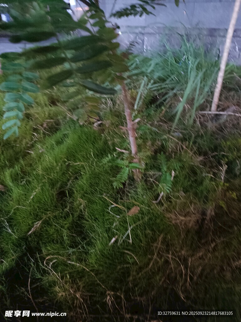 水边繁茂绿植景观