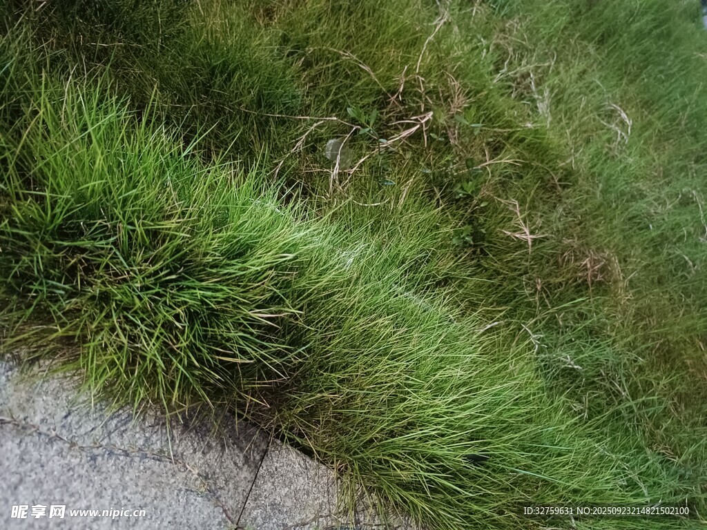 路边翠绿茂盛的草丛