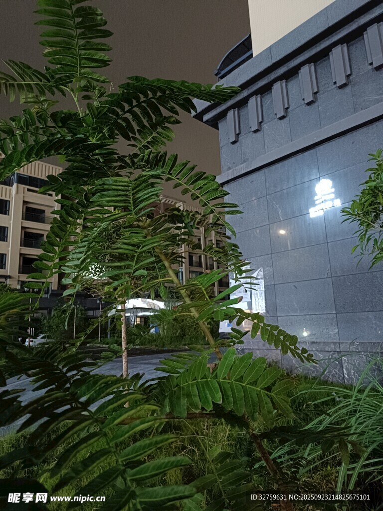 夜晚绿植环绕的建筑一角