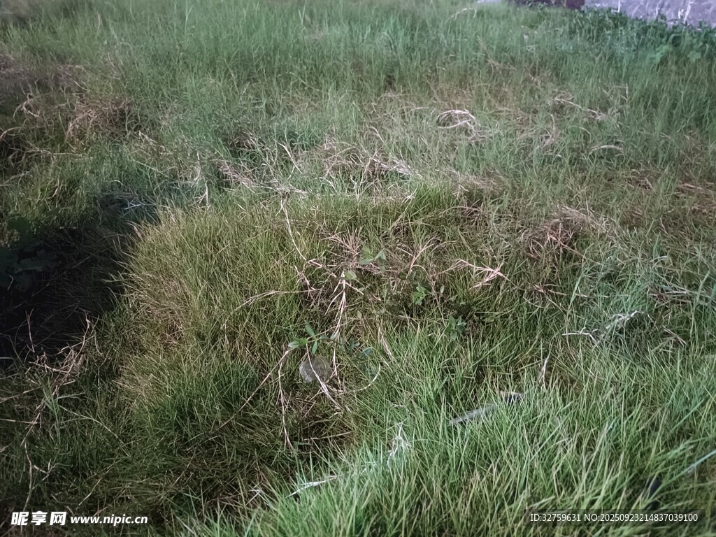 草地中的凹陷区域