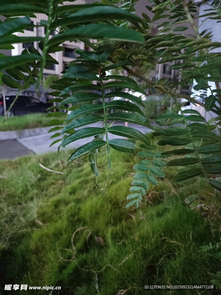 绿意盎然的蕨类植物景观