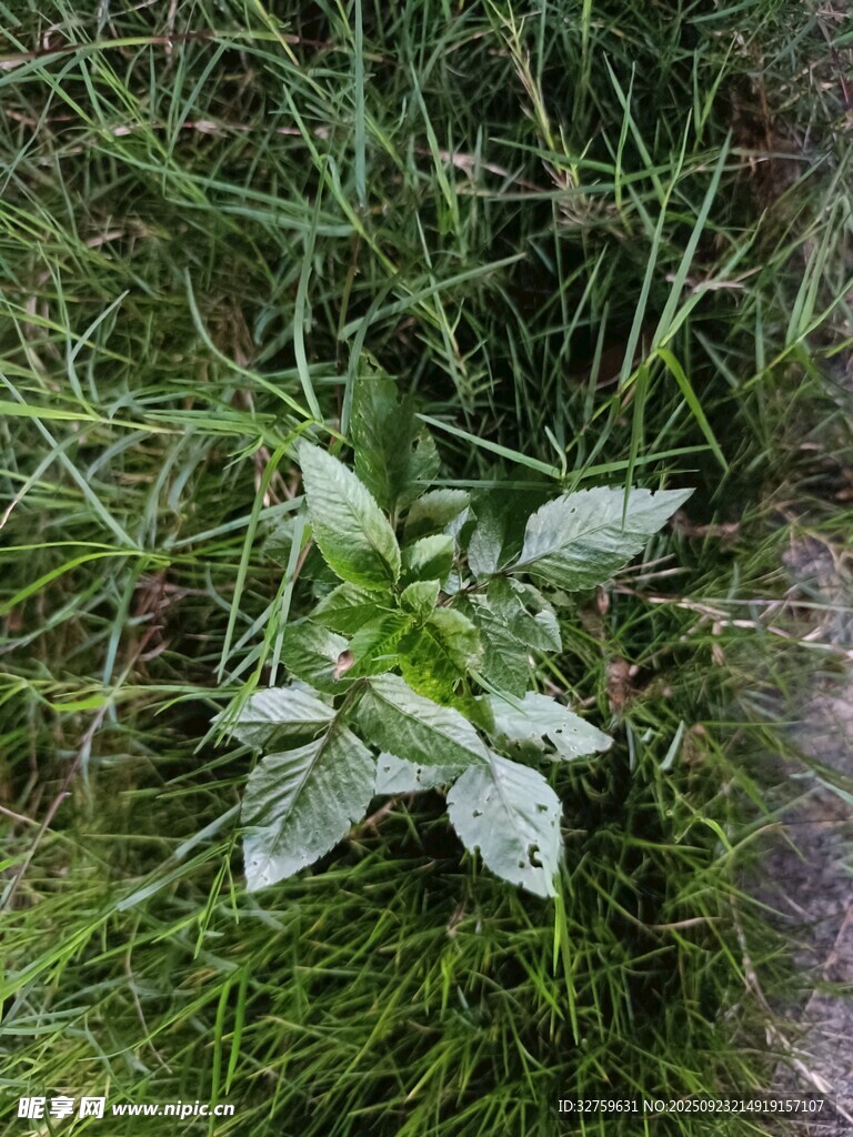 草丛中的嫩绿植物