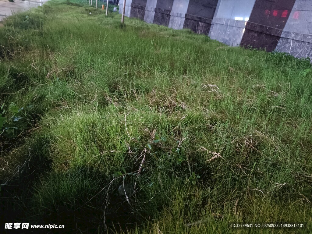 杂草丛生的废弃区域