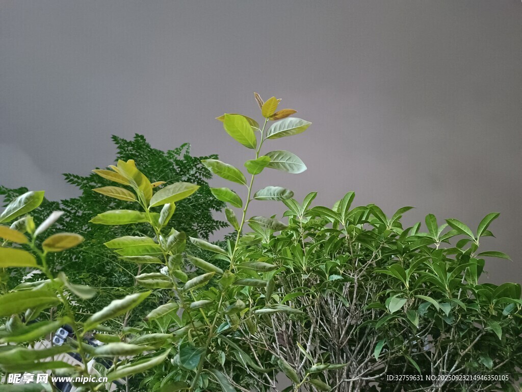 绿叶植物特写