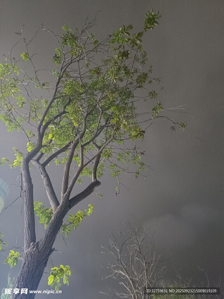 雨中孤树