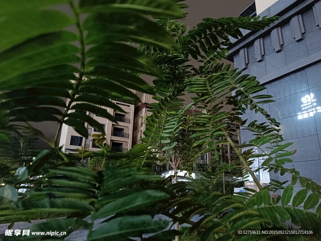 室内翠绿蕨类植物景观